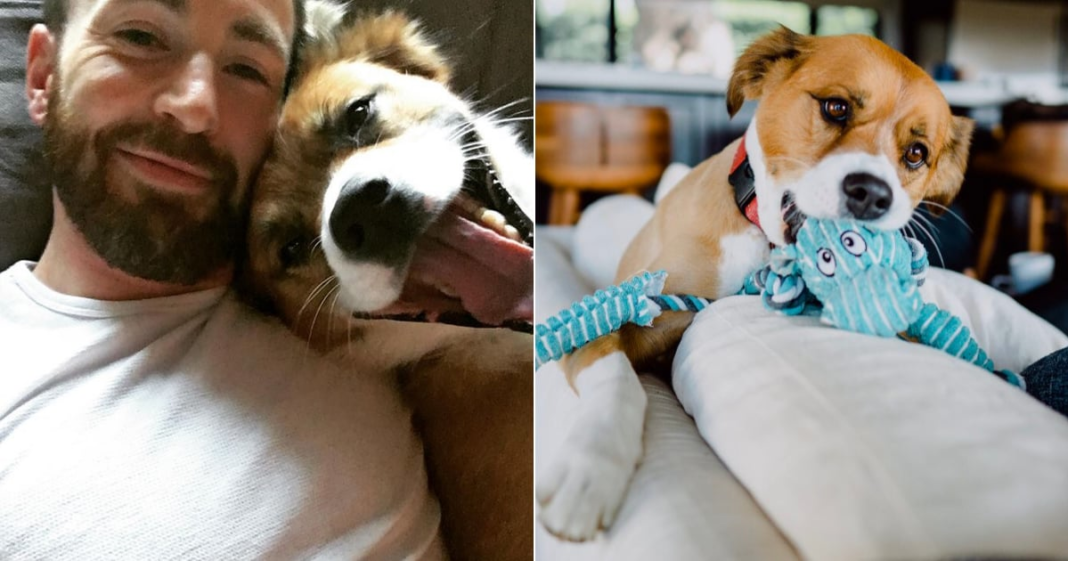 Chris Evans i jego pies, Dodger, mają najczystszą więź