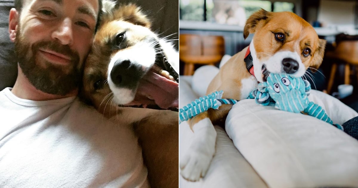 Chris Evans i jego pies, Dodger, mają najczystszą więź